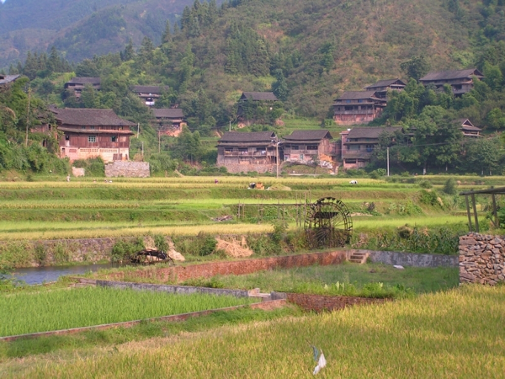 Longsheng - Reisterassen