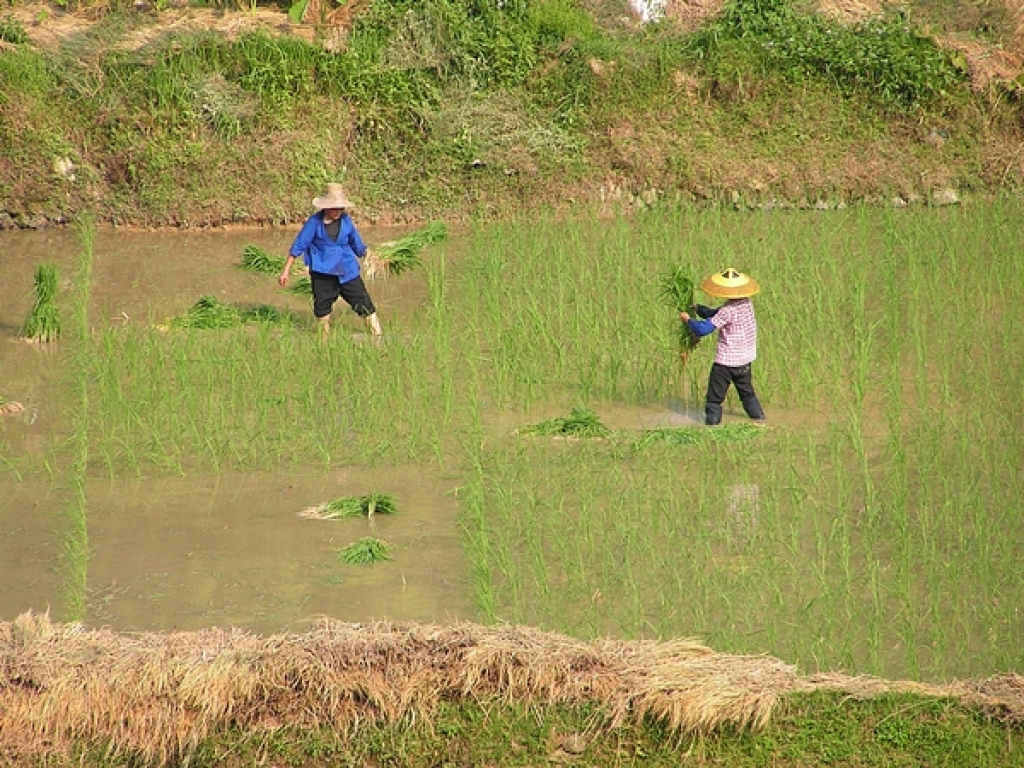 Longsheng - Reisterassen